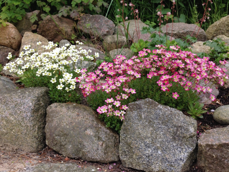 Blumen